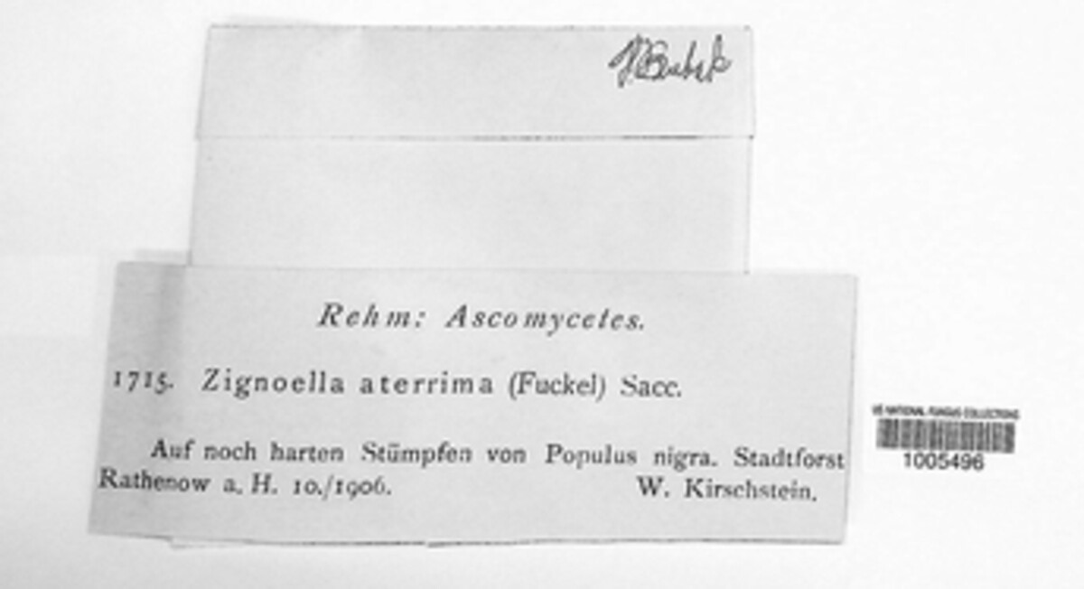 Kastanostachys aterrima image